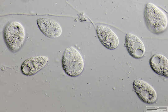 Imagem de Tetrahymena pyriformis