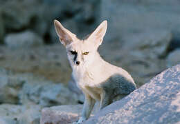 Image of Blanford's fox