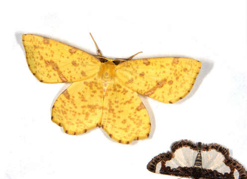 Image of Crocus Geometer Moth