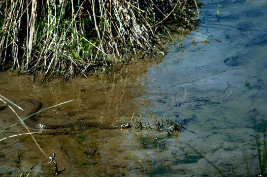 Image of Lake Erie Water Snake