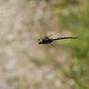 Imagem de Cordulegaster maculata Selys 1854