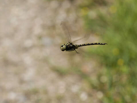 Imagem de Cordulegaster maculata Selys 1854