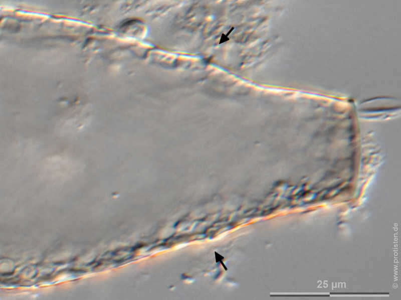 Image of Gibbocarina Kosakyan, Lahr, Mulot, Meisterfeld, Mitchell & Lara 2016