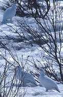 Image of Willow Grouse and Red Grouse