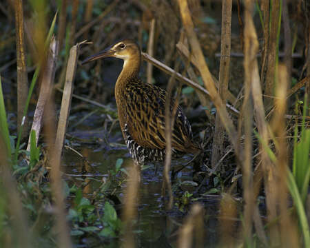 Image of King Rail