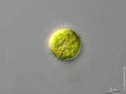 Image of Glochiococcus aciculiferus (Lagerheim) P. C. Silva 1996