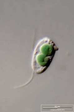 Image of Glaucocystophyceae