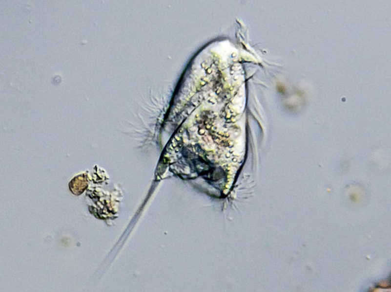 Image of Caenomorpha medusula