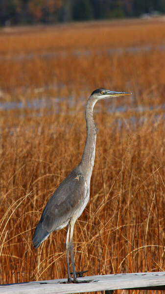 Imagem de Ardea herodias Linnaeus 1758