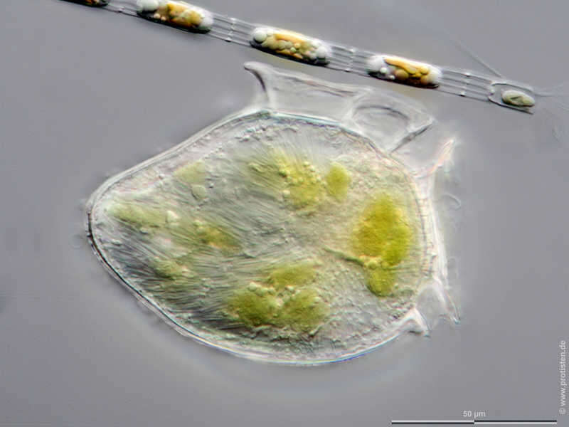 Image of Dinophysis acuta