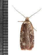 Imagem de Agonopterix lythrella Walsingham 1889