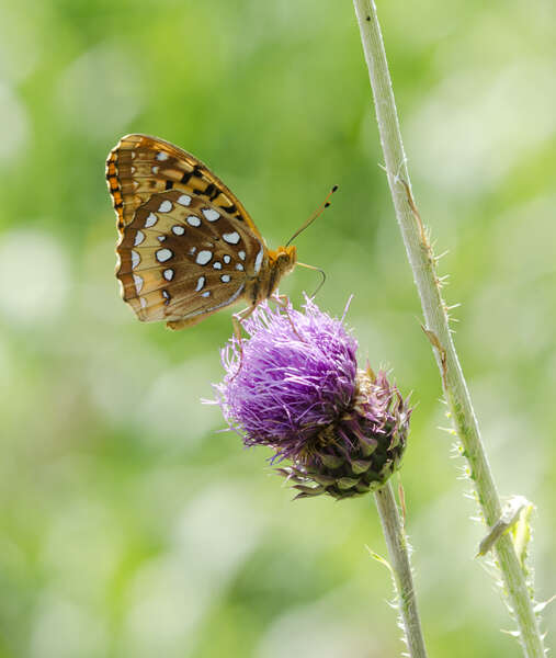 Image de Argynne cybèle