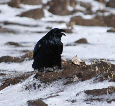 Слика од Corvus corone Linnaeus 1758