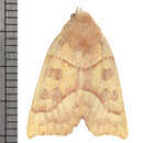 Image of Scalloped Sallow