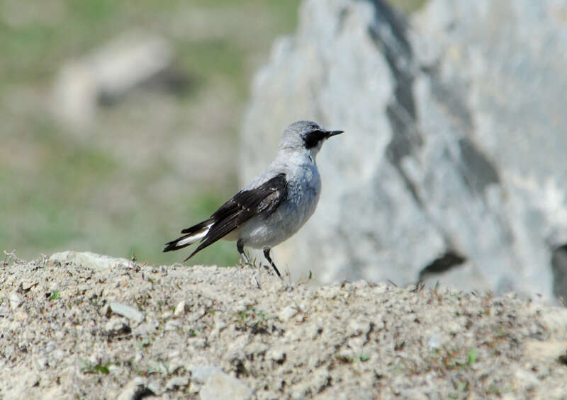 Image of European Wheatear