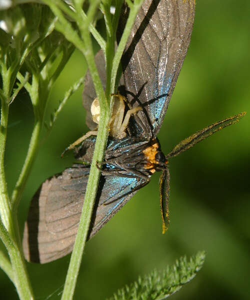 Image of Ctenucha Kirby 1837