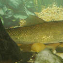 صورة Catostomus commersonii (Lacepède 1803)