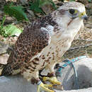 Image of Saker Falcon