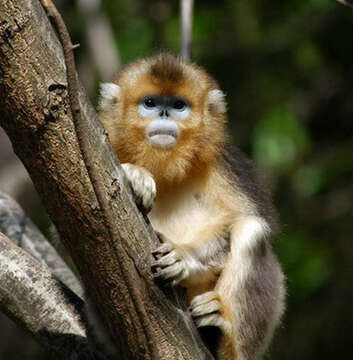 Image of Snub-nosed Monkeys