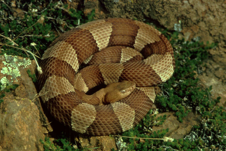 Image of Moccasins