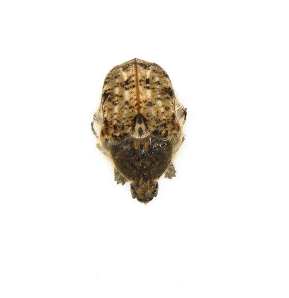 Sivun Euphoria inda (Linnaeus 1758) kuva