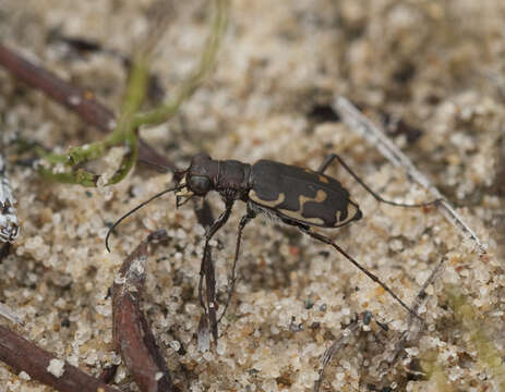 Image of Hairy-necked Tiger Beetle