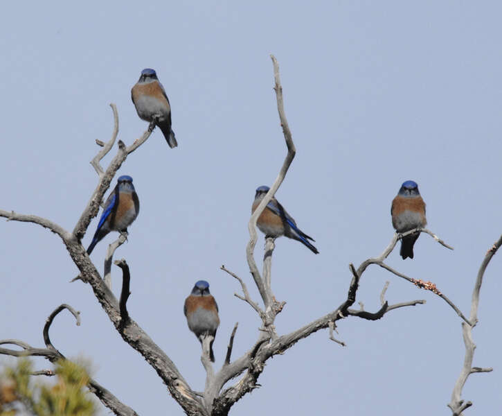 Image of Western Bluebird