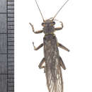 Image of Giant Stoneflies