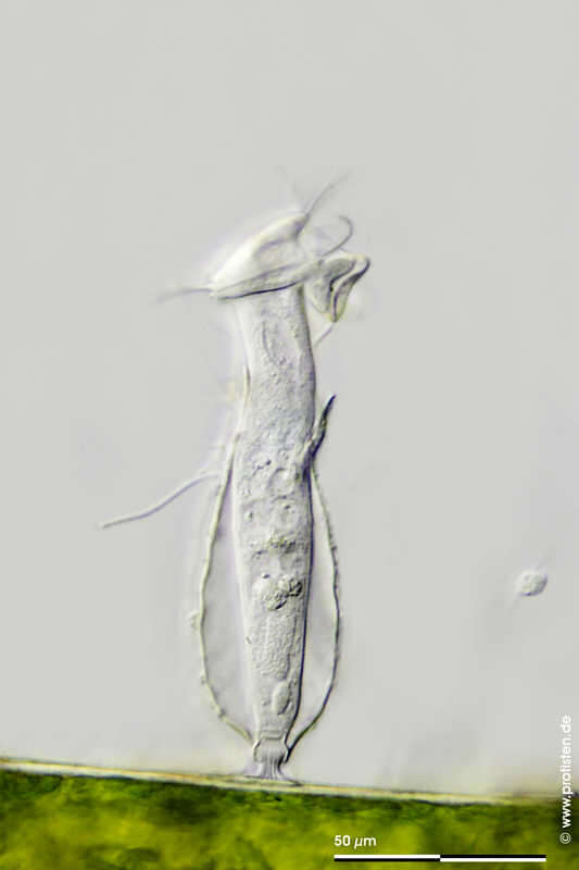 Image of Pyxicola entzi Stiller 1931