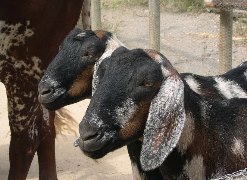 Image of goats