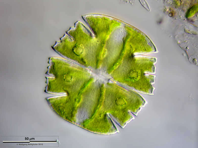 Image of Micrasterias truncata Brébisson ex Ralfs 1848