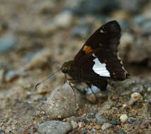 Image of Silver-spotted Skipper