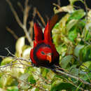 Image of Violet-necked Lory