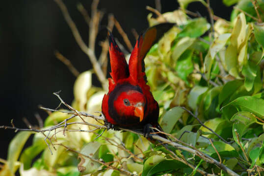 Image of Violet-necked Lory