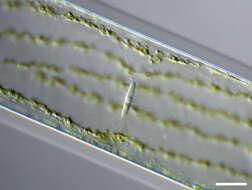 Image of Spirogyra Link 1820