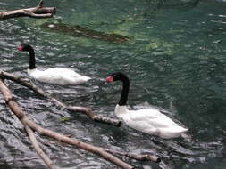 Image of Black-necked Swan