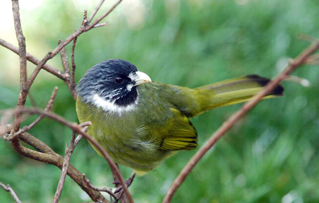 Image of Collared Finchbill