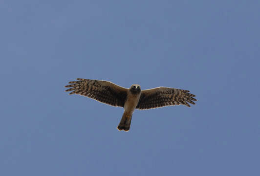 Image of Hen Harrier