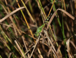 Image de Erythemis Hagen 1861