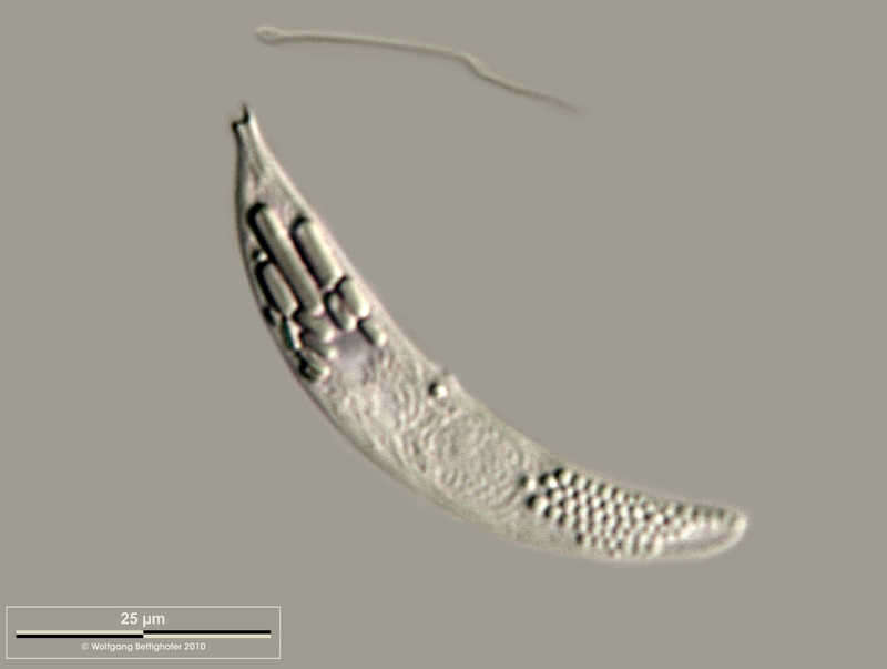 Image of Astasiidae