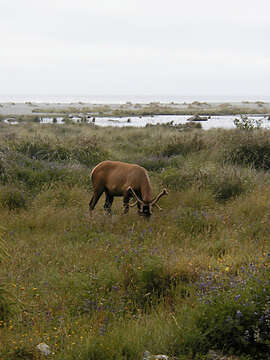 Image de Cerf Élaphe