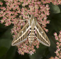 Image of White-lined Sphinx