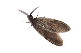 Chauliodes resmi