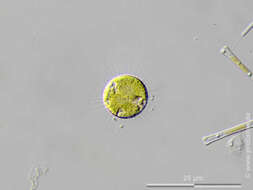 Image of Glochiococcus G. B. De Toni 1888