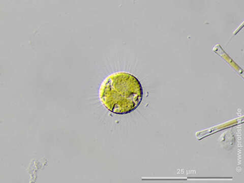 Image of Glochiococcus aciculiferus (Lagerheim) P. C. Silva 1996