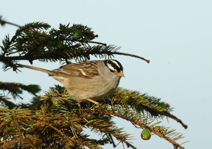 Zonotrichia leucophrys (Forster & JR 1772) resmi