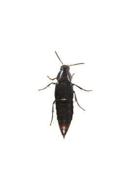 Imagem de Staphylinidae