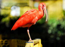 Image of Scarlet Ibis