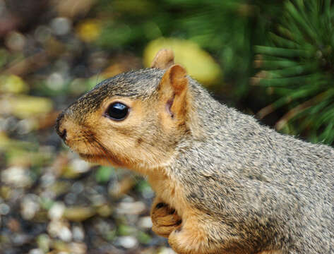 Image of Eastern Fox Squirrel