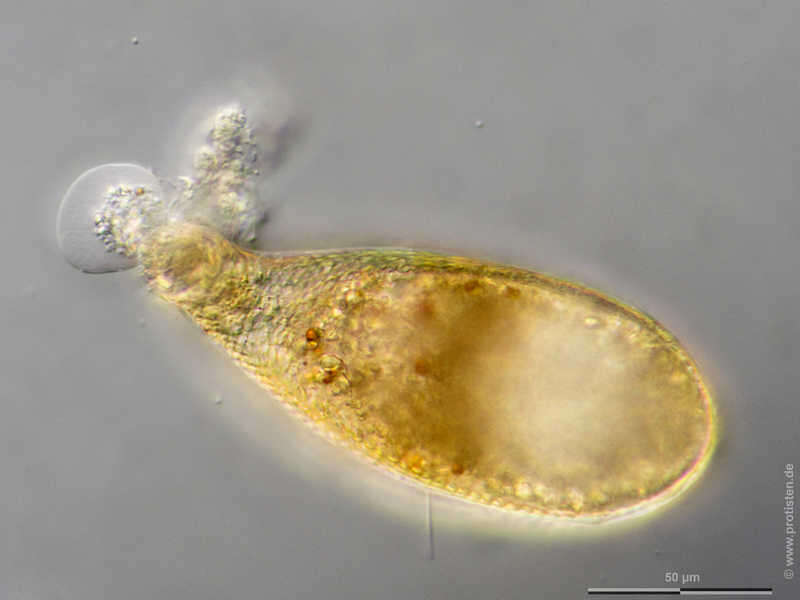 Слика од Cyphoderia ampulla